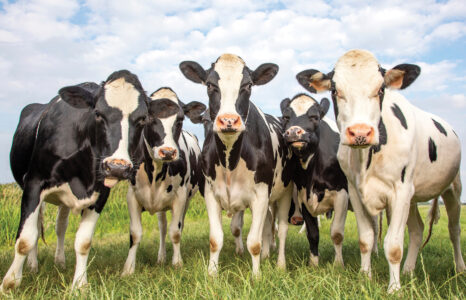 Bovine Leukemia Virus (BLV): Virus Transmission in Cattle Image